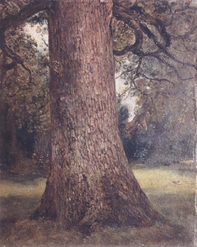John Constable Study of the trunk of an elm tree Sweden oil painting art